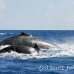 whale_humpback_h_00070_dom2099.jpg